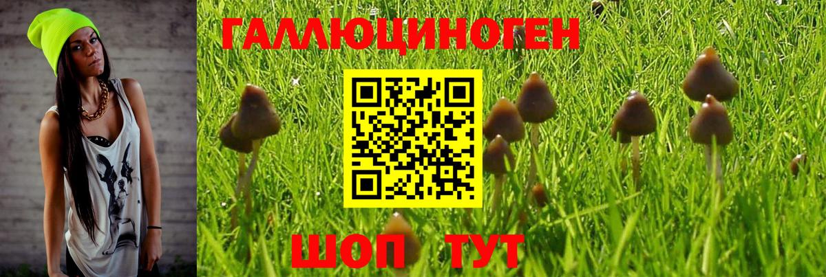 Псилоцибиновые грибы Cubensis Казань